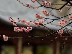 -梅花山(明孝陵内)
