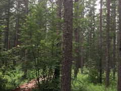 -塞罕坝国家级自然保护区