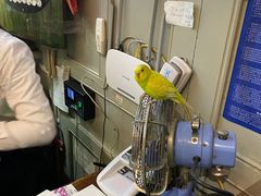 -猫咪博物馆(顶澳仔猫街店)