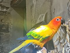 -吉丁鸟咖·异宠·寄养