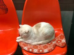 -猫咪博物馆(顶澳仔猫街店)