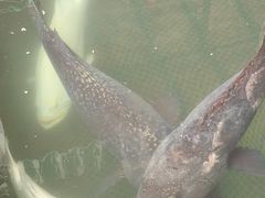 -蓝湾碧波·老字号·疍家非遗海上餐厅