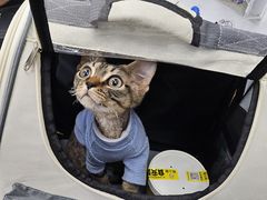 -爱侣宠医·鹦鹉专科·小型哺乳类·异宠专科(灵石路店)