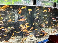 -太平洋海底世界