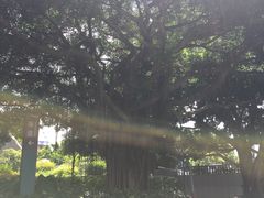 -光明港公园