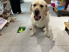 -FAELING PETS美天灵宠物(富力广场店)