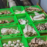 菌菇烧烤//这家店竟然可以自己DIY天妇罗🍤