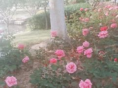 -天鹅湖体育公园