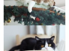 -Catmate·猫肥家润(金润铂宫店)
