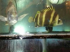 android_upload_pic-合家小菜餐馆(新诚花苑店)