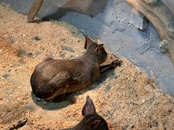 -Zoolung Zoolung动物主题公园(海信广场店)