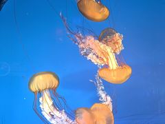 -太平洋海底世界