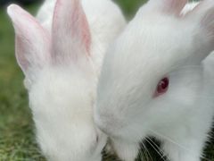 -前小桔亲子创意农场·草莓采摘·露营烧烤