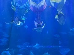 -华夏文旅海洋公园