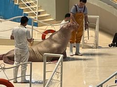 -泉城欧乐堡海洋极地世界