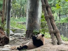 -都江堰中华大熊猫苑