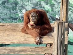 -西霞口神雕山野生动物世界