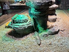 -帕帕拉兹宠物(亚洲旗舰店)