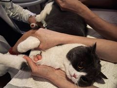 -美联众合动物医院·24h转诊中心