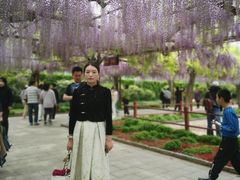 -嘉定紫藤园