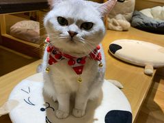 -滚猫咖啡·猫咖·猫友好撸猫(未来城店)
