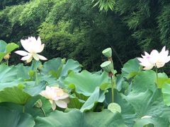 -重庆彩云湖湿地公园