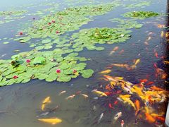 -呼兰河口湿地公园