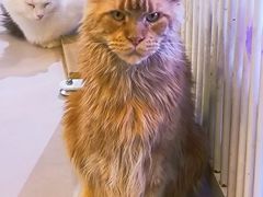 -平行世界·猫咖(首经贸店)