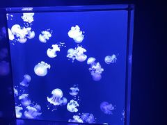 -成都浩海立方海洋公园