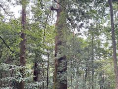 -天目山大树王景区