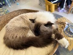 -平行世界·猫咖(首经贸店)