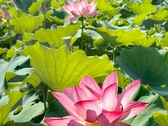 -莲花池公园