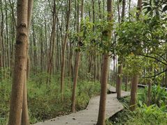 -合肥滨湖国家森林公园