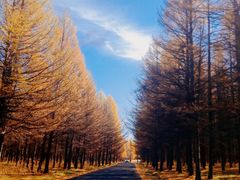 -塞罕坝国家级自然保护区