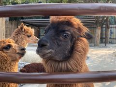 -杭州野生动物世界