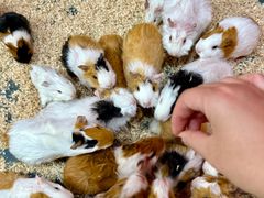 -上海大自然野生昆虫馆(东方明珠·爬宠昆虫探索中心)