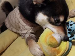 -逗柴咖啡屋·狗咖猫咖宠物桌游