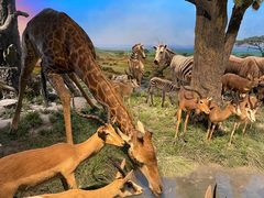 -国家自然博物馆