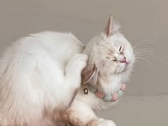 -怪兽屋·羊驼·猫咖·狗咖(俊华广场店)