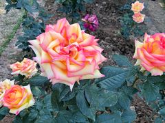 -人民公园(罗湖区)