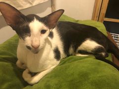 -猫色咖啡·猫咖