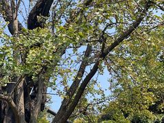 -上海佘山国家森林公园天马山园