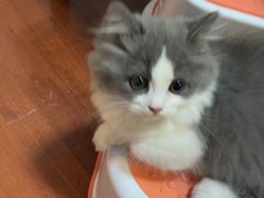 -欣宠猫屋·矮脚拿破仑·蓝金金渐层