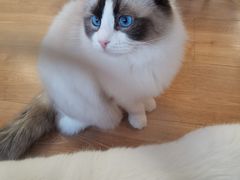 -MOYOYO猫咪咖啡店