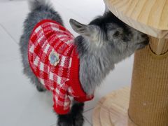 -怪兽屋·羊驼·猫咖·狗咖(俊华广场店)