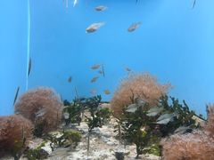 -鹿儿岛水族馆