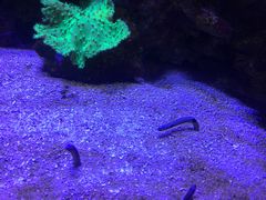 -迪拜水族馆及水下动物园