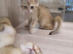 -飞行喵MR PILOT|猫舍·猫咖(静安大融城店)