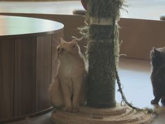 -飞行喵MR PILOT|猫舍·猫咖(静安大融城店)