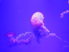 -瑞普利水族馆